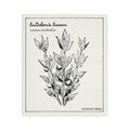 Swedish Dishcloth - Butcher's Broom
