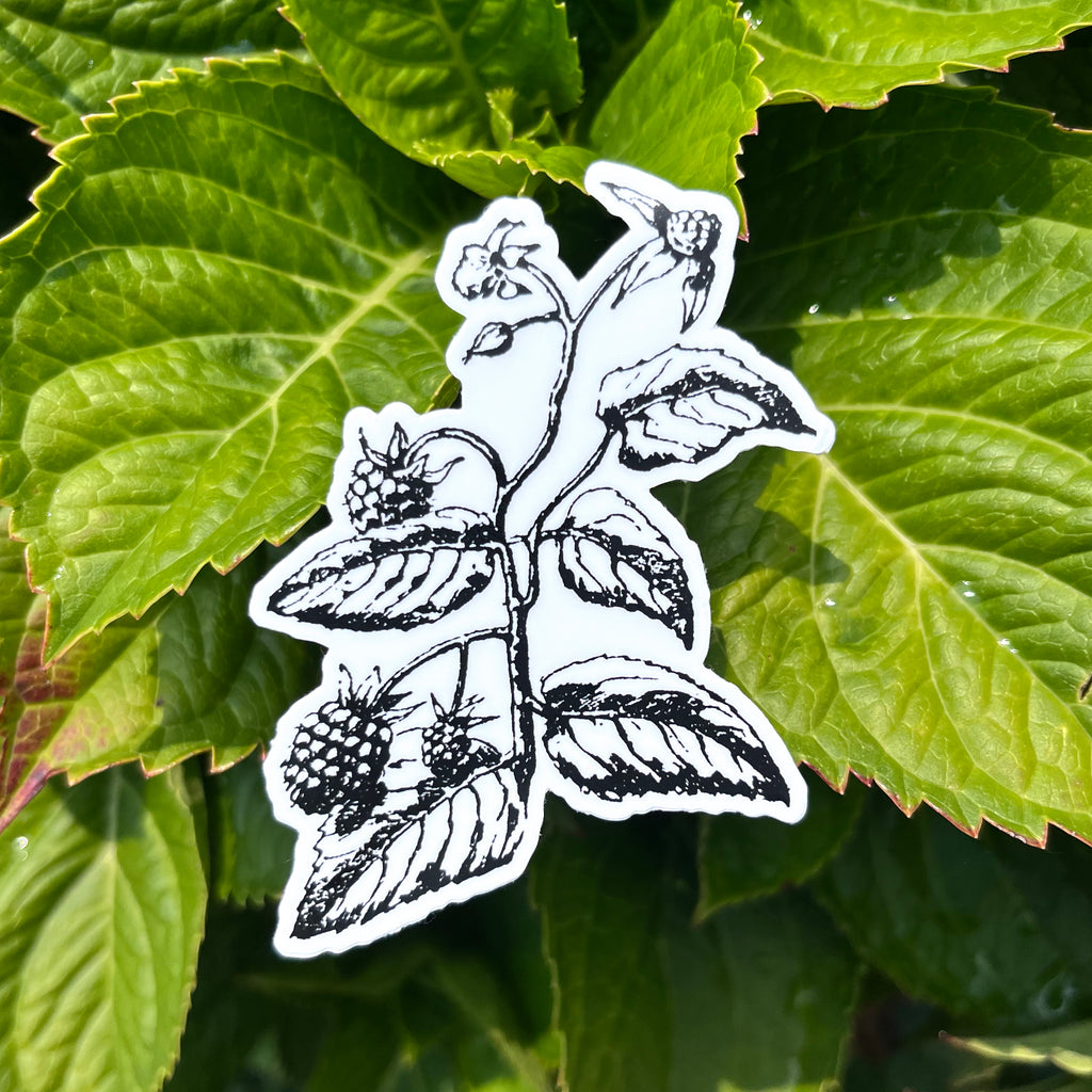 Blackberry Botanical Vinyl Sticker