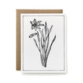 100% Recycled B&W Botanical Card - Daffodil Flower