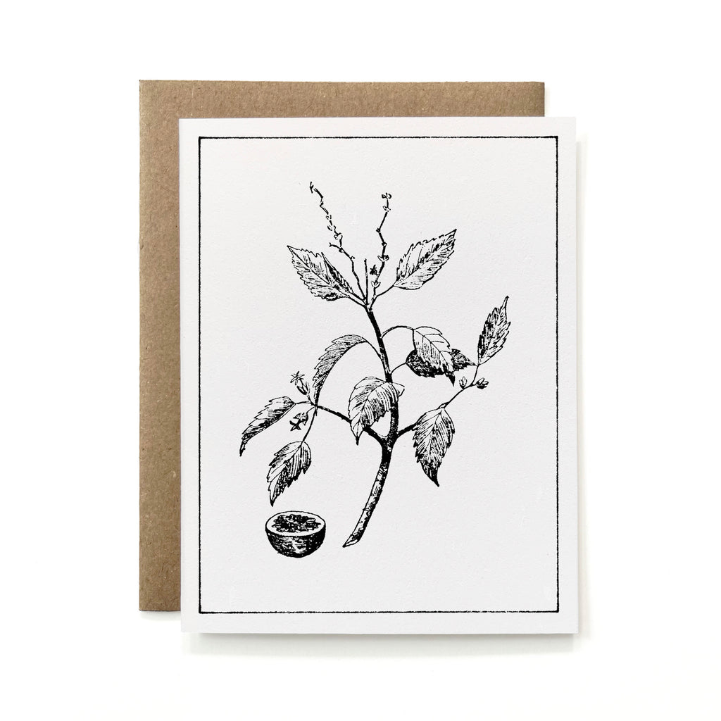 100% Recycled B&W Botanical Card - Manchineel Branch