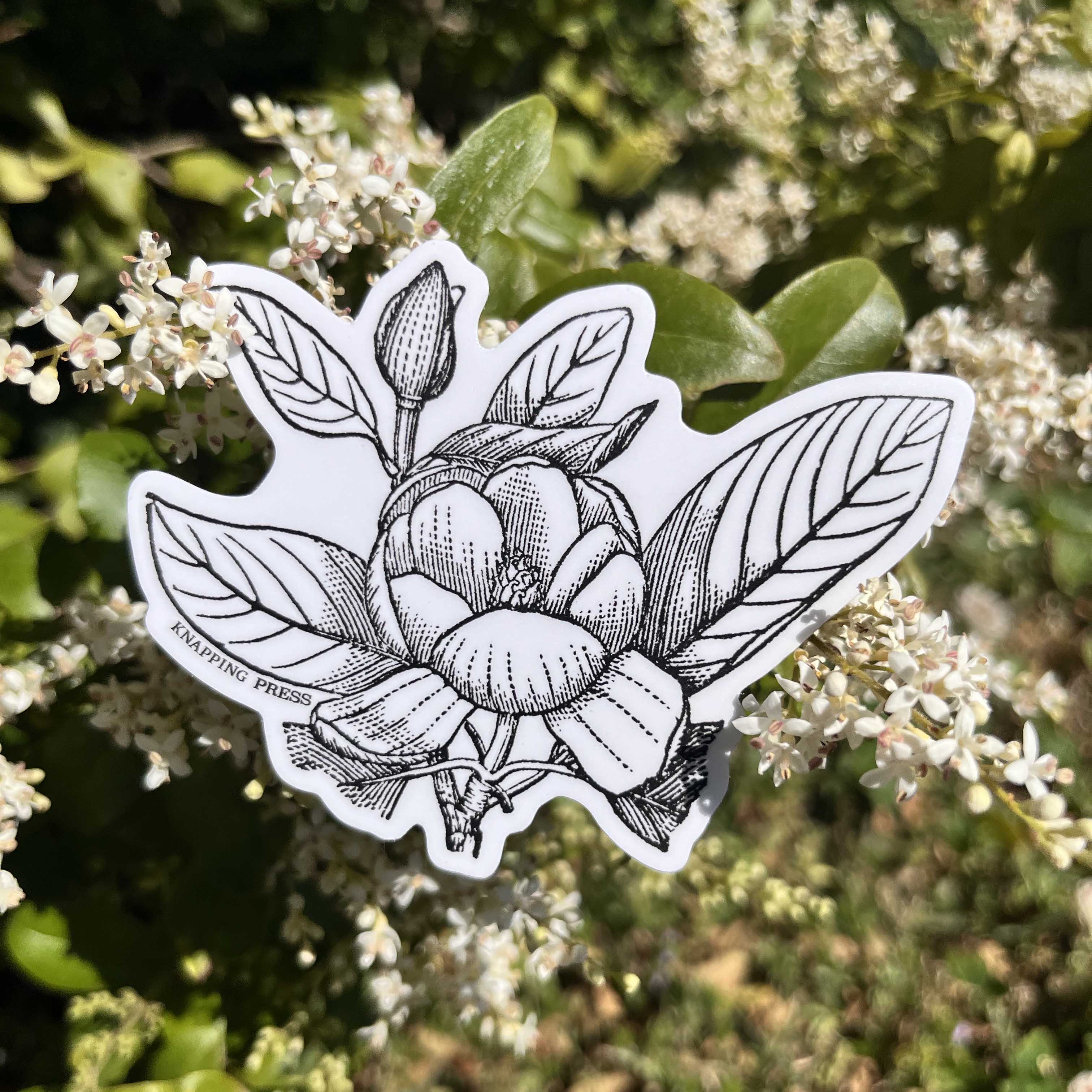 Sweetbay Magnolia Botanical Vinyl Sticker