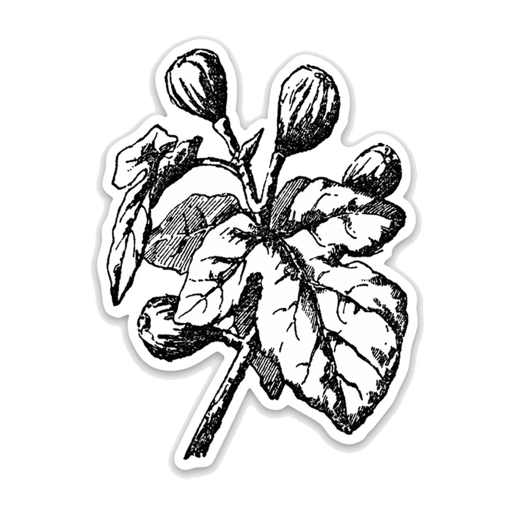 Fig Botanical Vinyl Sticker