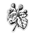 Fig Botanical Vinyl Sticker