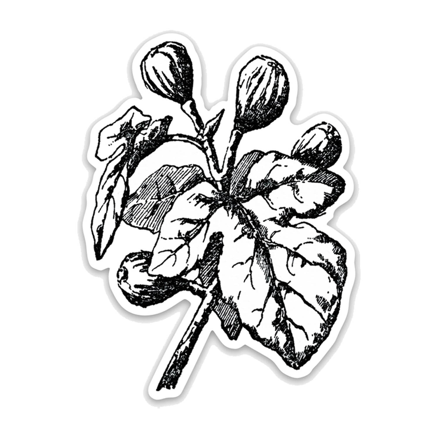 Fig Botanical Vinyl Sticker