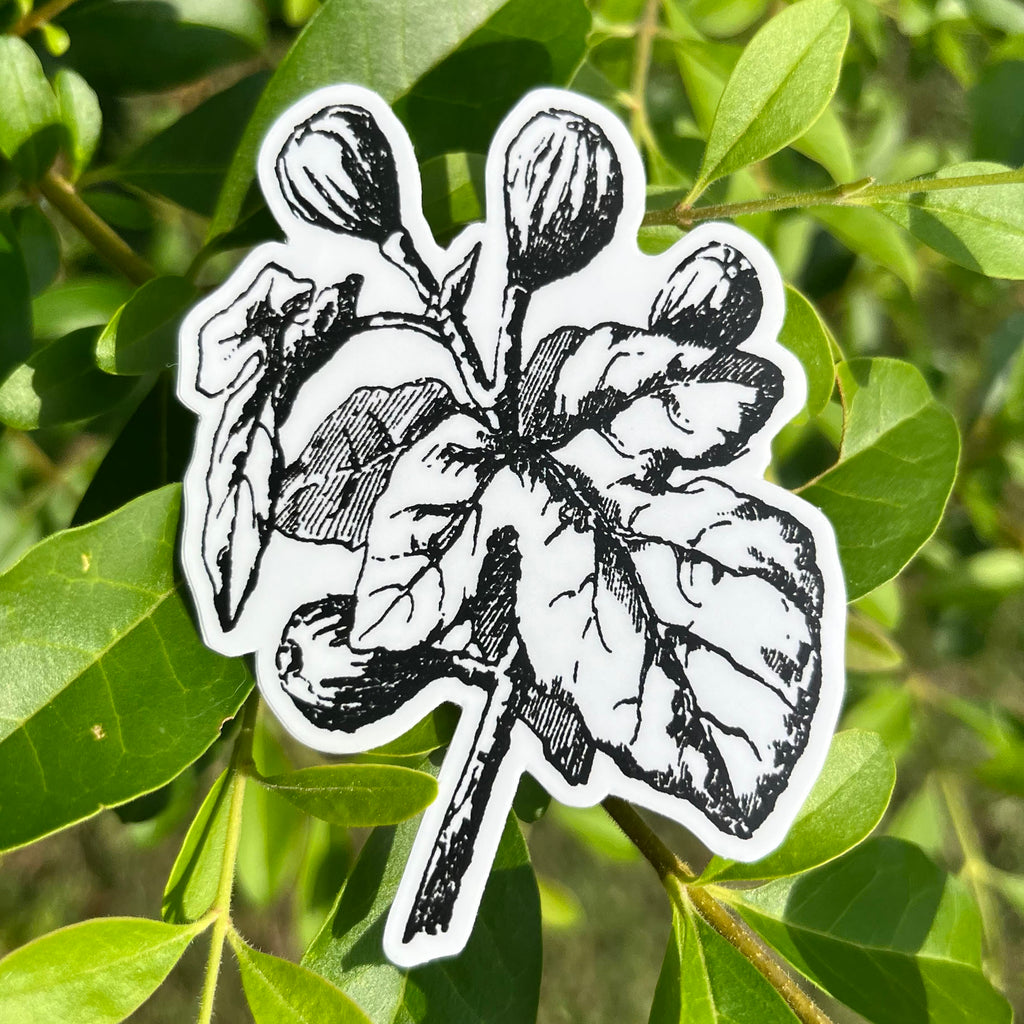 Fig Botanical Vinyl Sticker