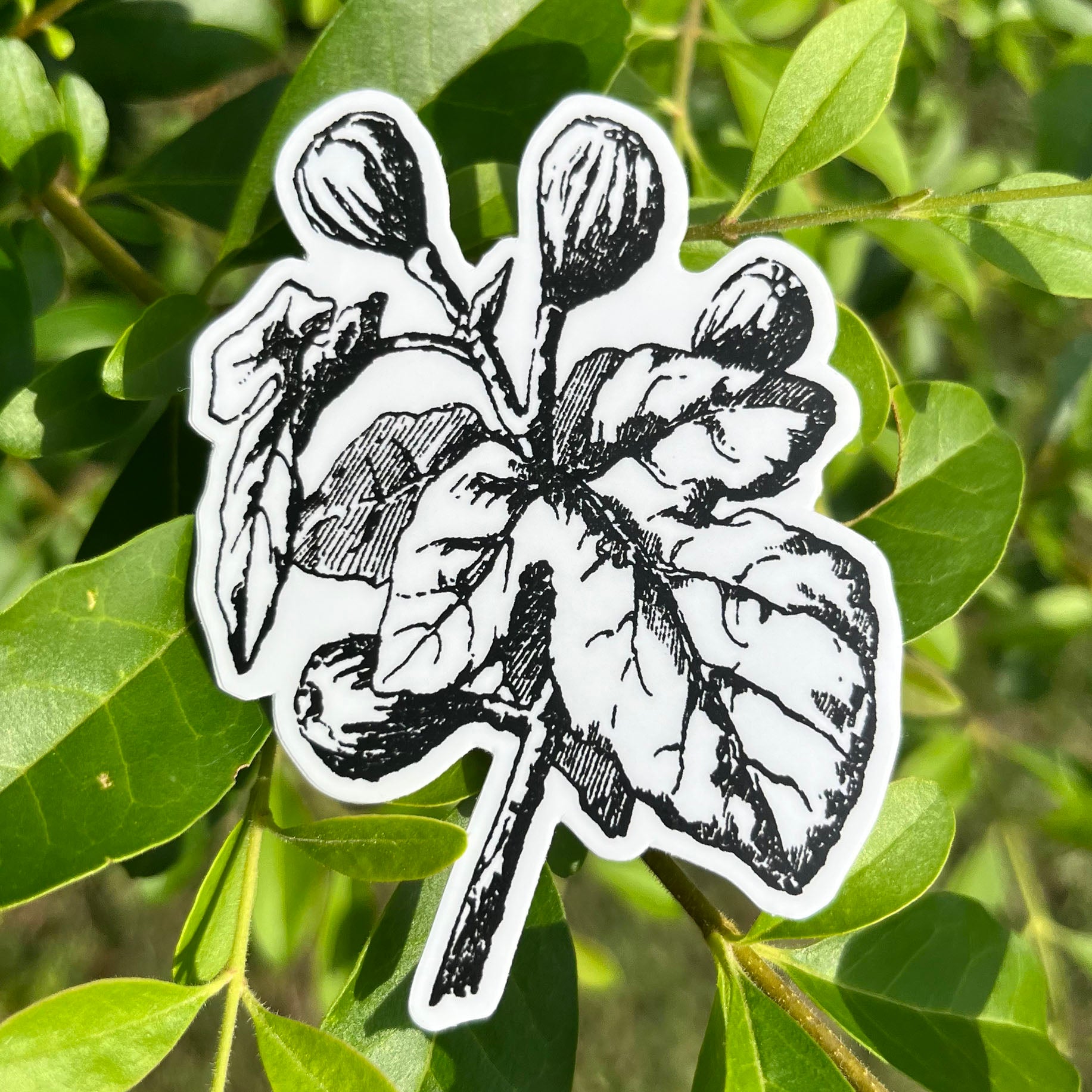 Fig Botanical Vinyl Sticker