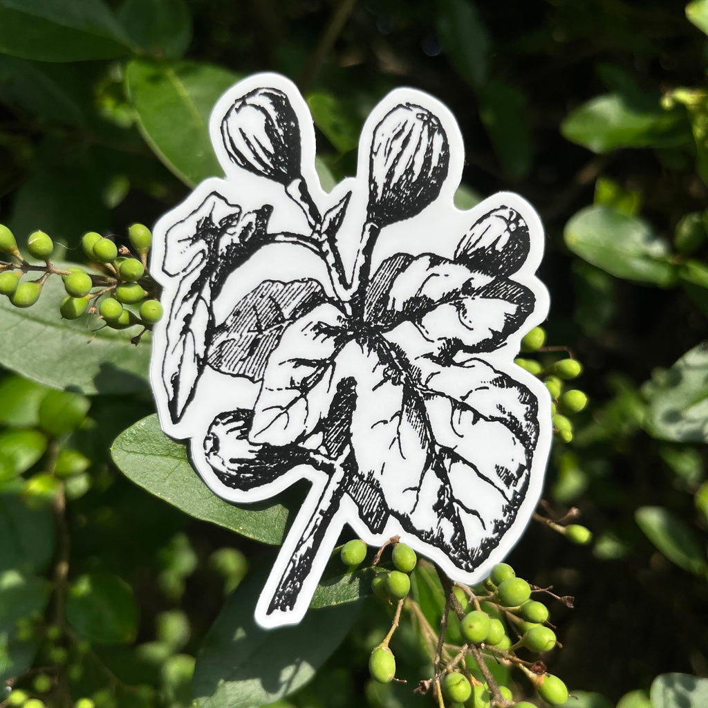 Fig Botanical Vinyl Sticker