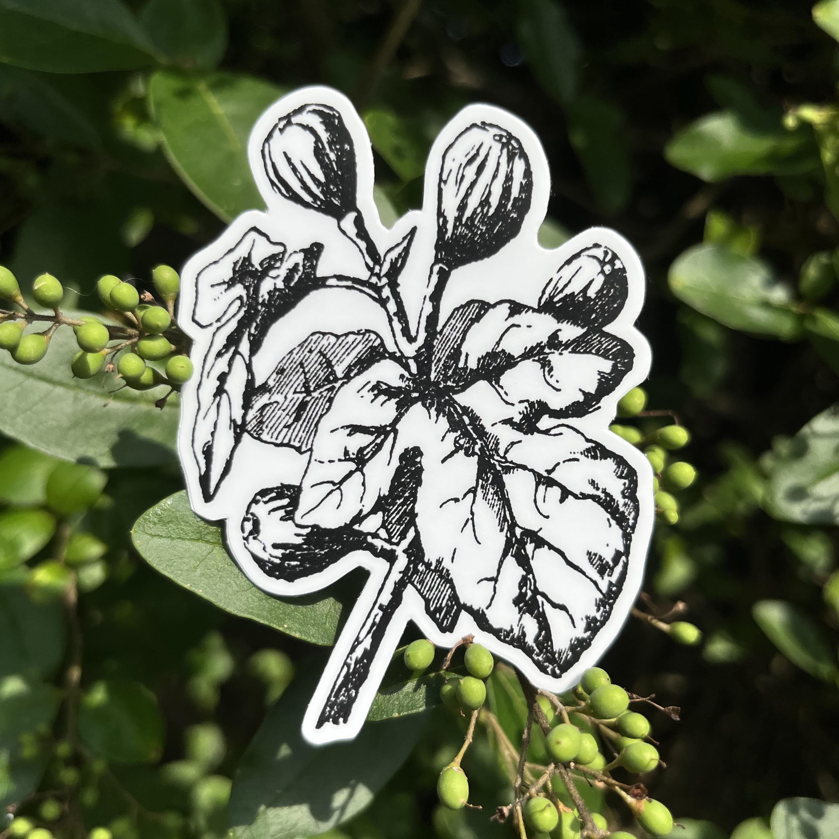 Fig Botanical Vinyl Sticker
