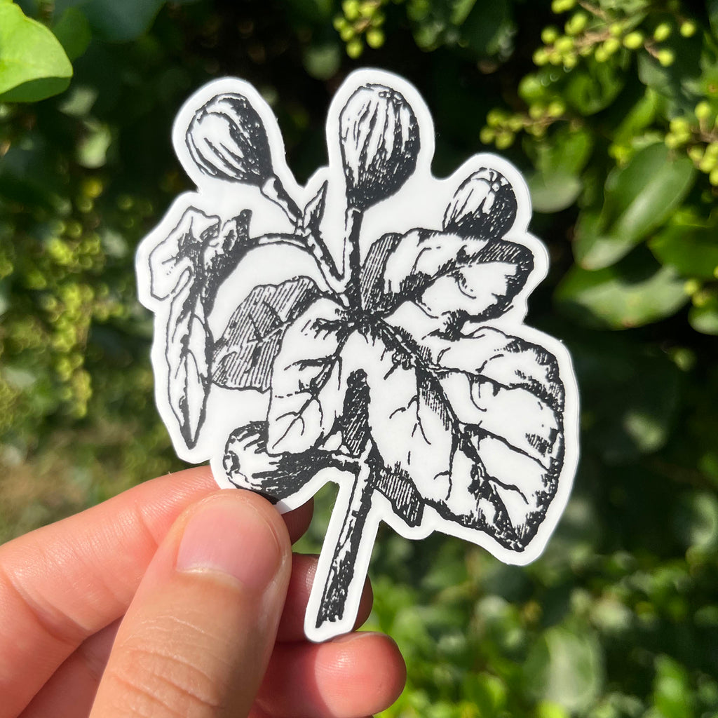 Fig Botanical Vinyl Sticker