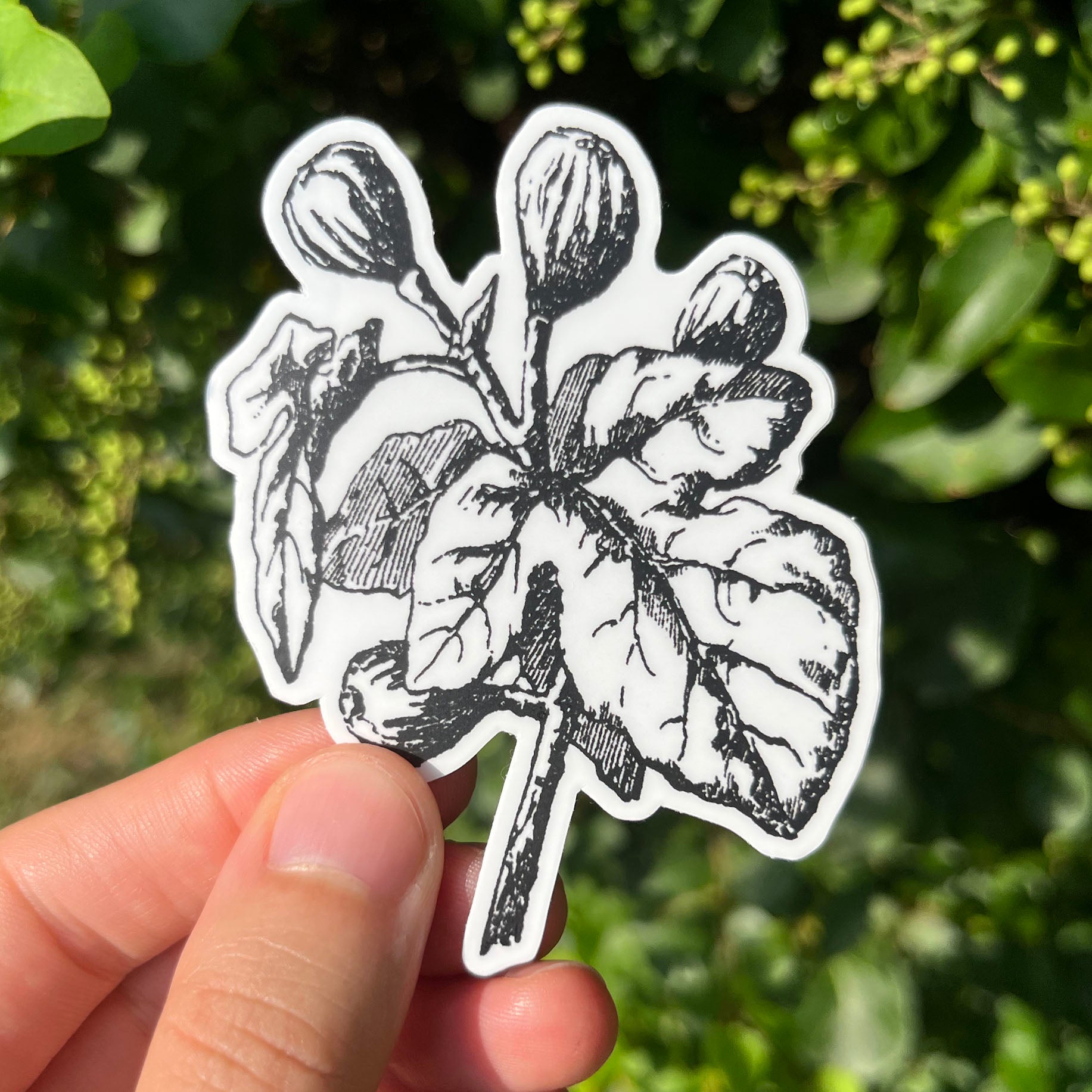 Fig Botanical Vinyl Sticker