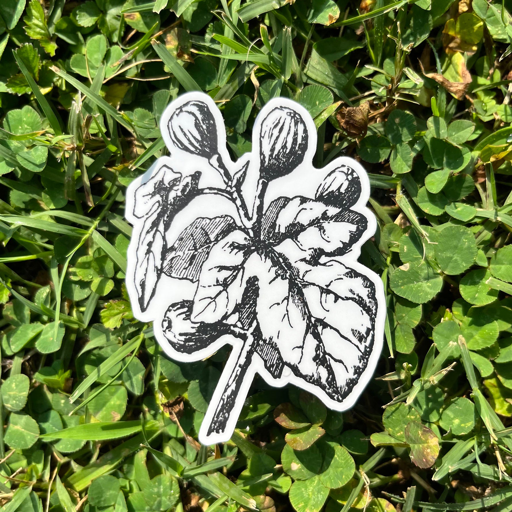 Fig Botanical Vinyl Sticker