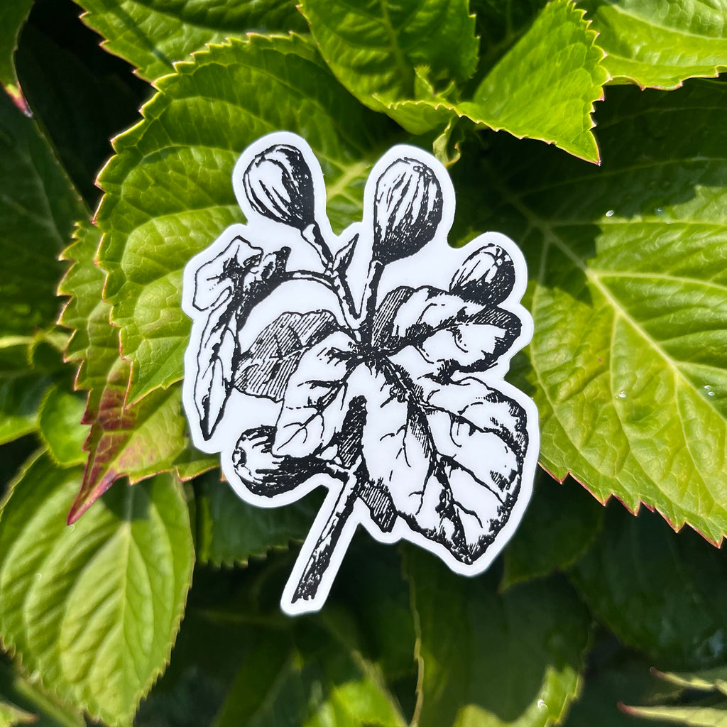Fig Botanical Vinyl Sticker