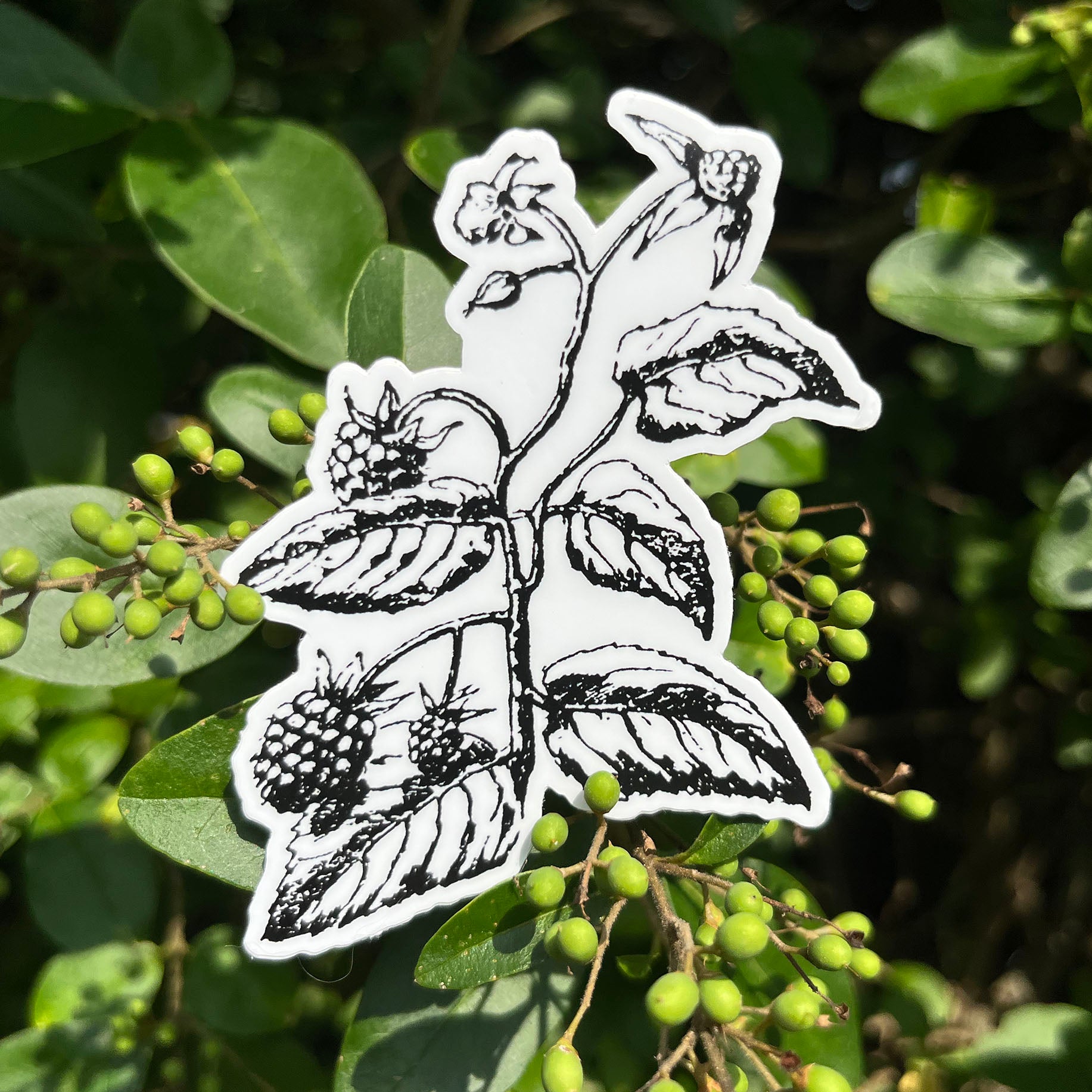 Blackberry Botanical Vinyl Sticker