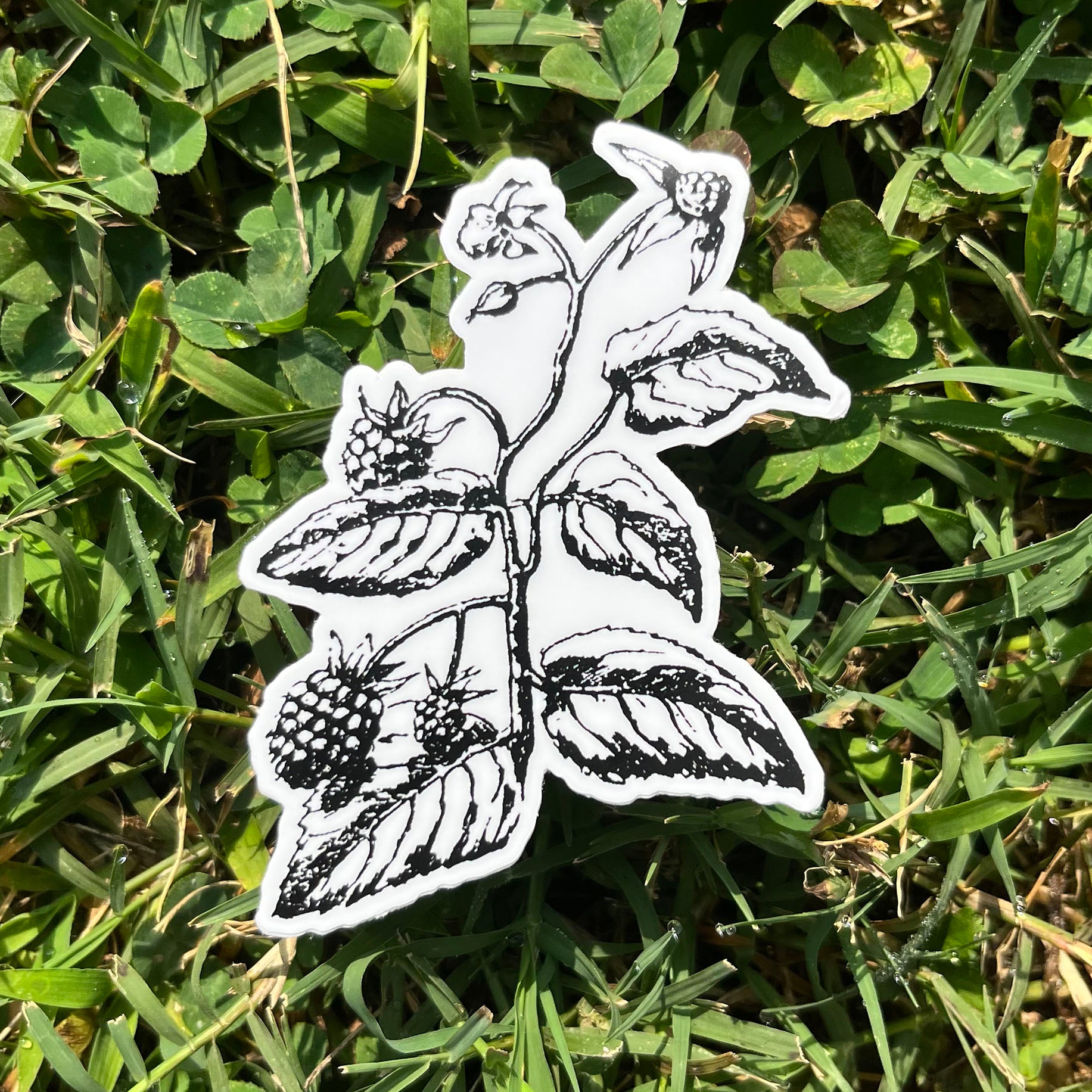 Blackberry Botanical Vinyl Sticker