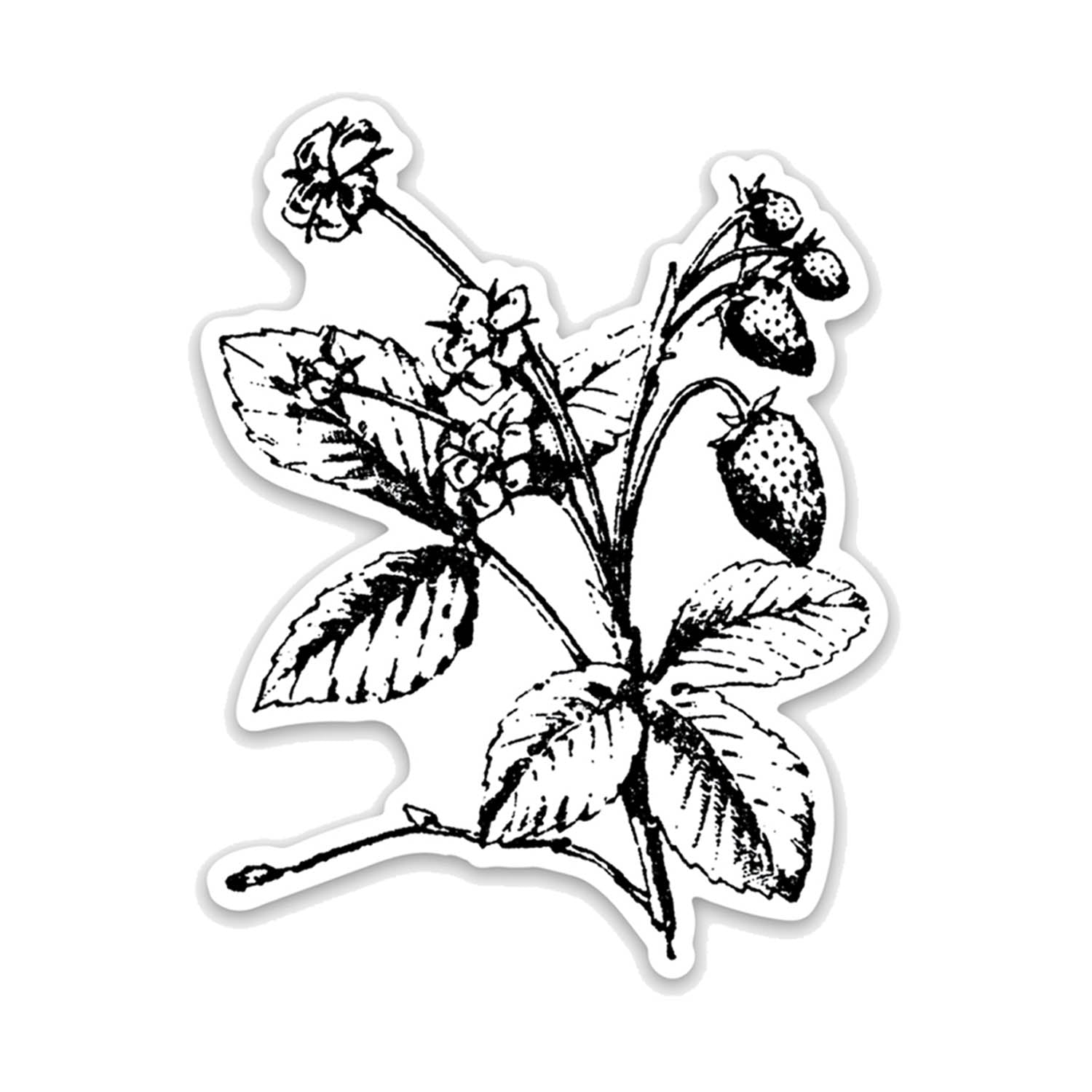 Strawberry Botanical Vinyl Sticker