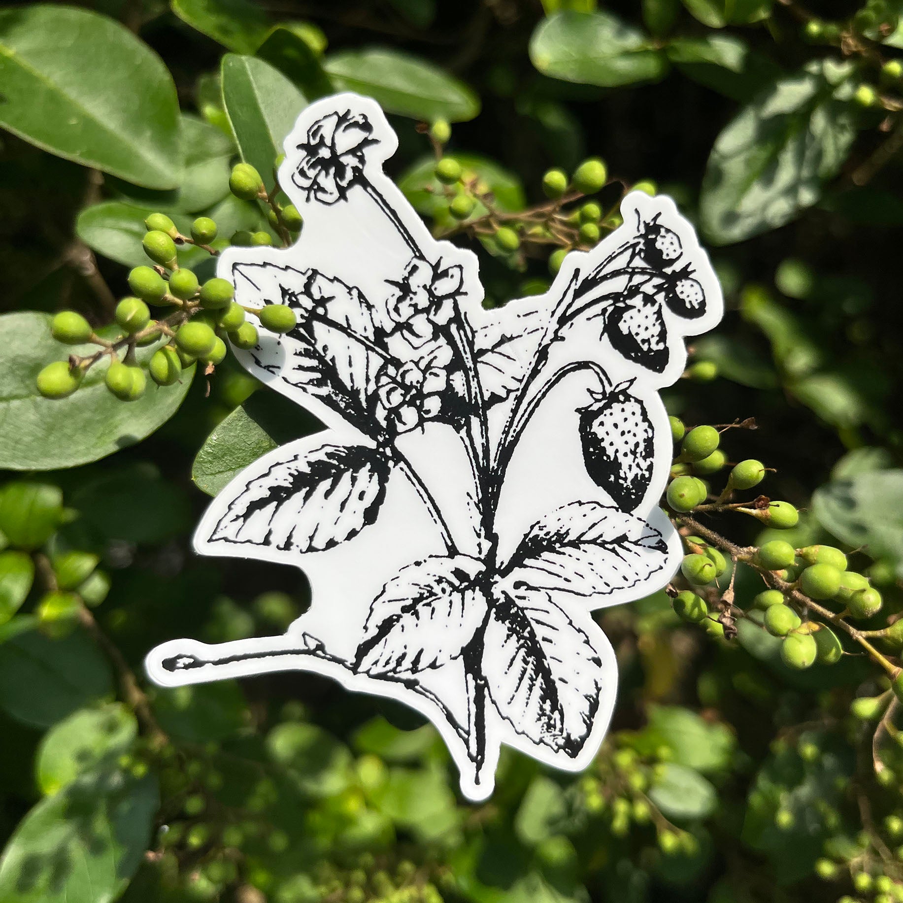 Strawberry Botanical Vinyl Sticker