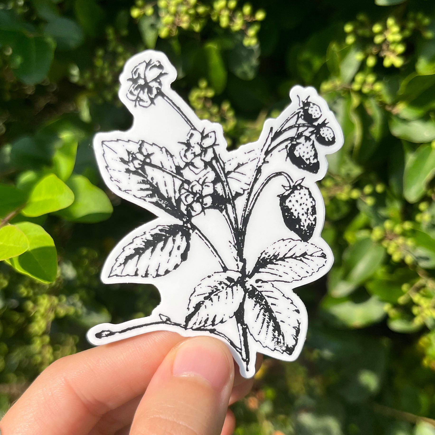 Strawberry Botanical Vinyl Sticker