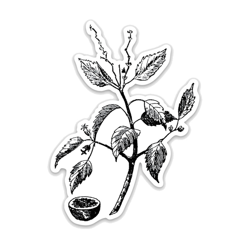 Manchineel Botanical Vinyl Sticker