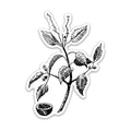 Manchineel Botanical Vinyl Sticker