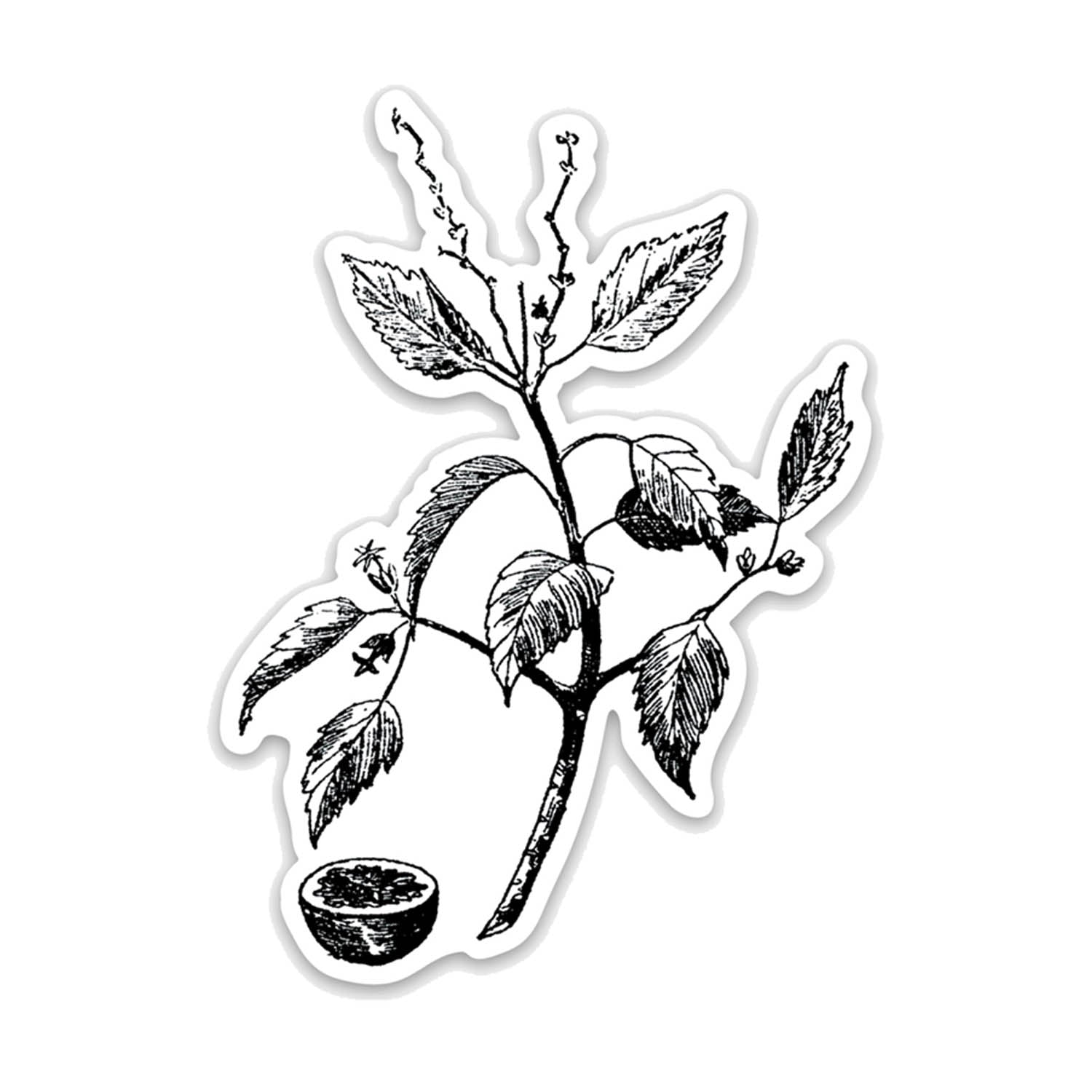Manchineel Botanical Vinyl Sticker