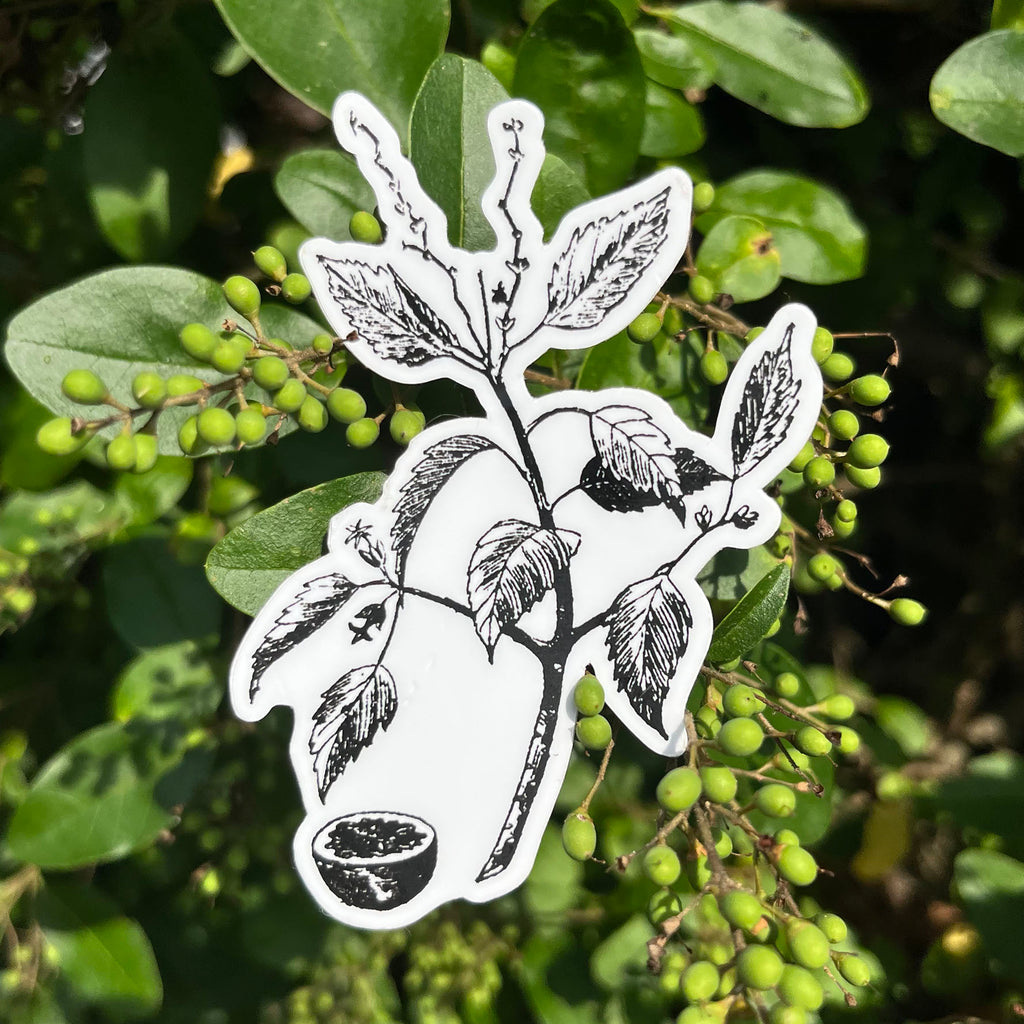 Manchineel Botanical Vinyl Sticker