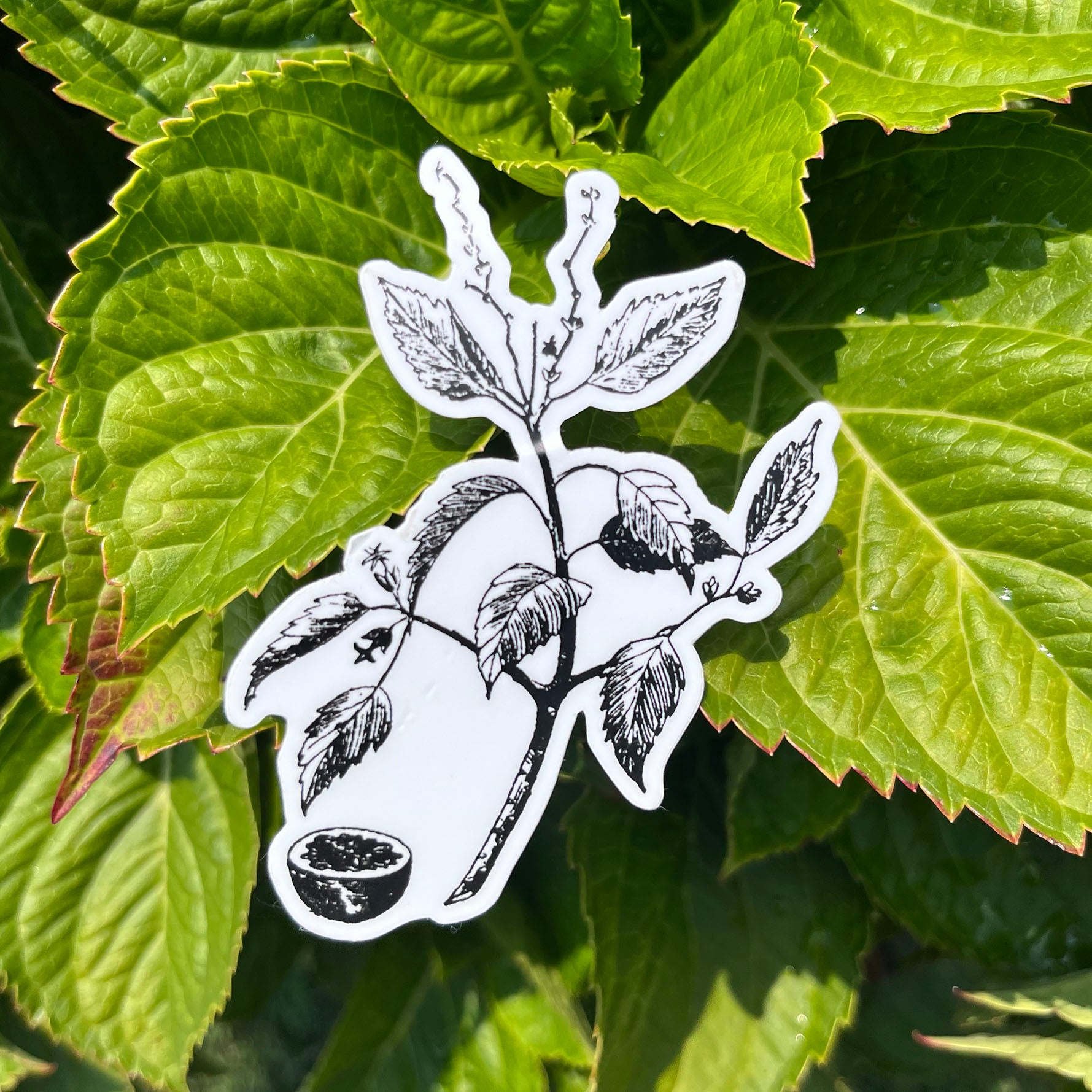 Manchineel Botanical Vinyl Sticker