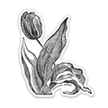 Tulip Botanical Vinyl Sticker